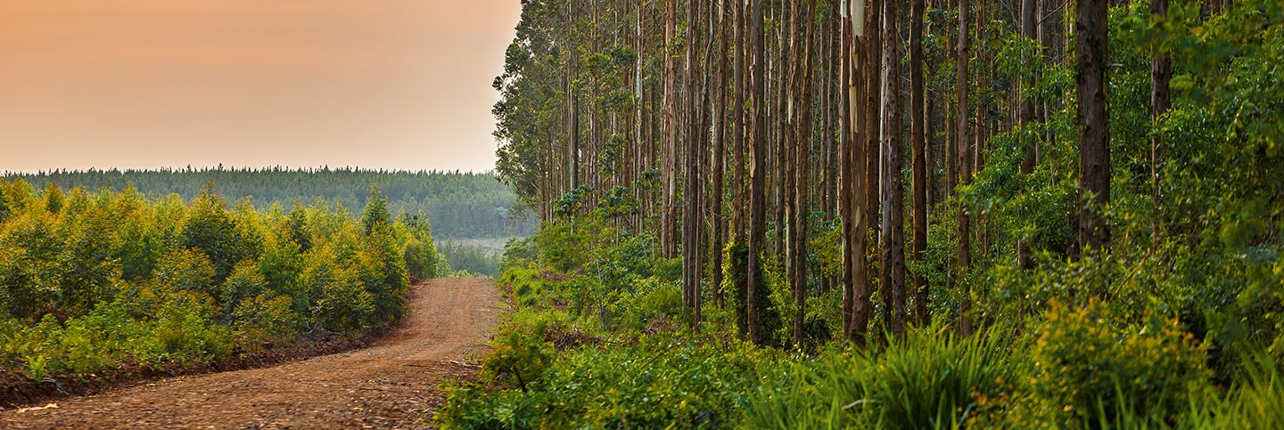 Visual_BCS-ES_Forestry_Eucalyptus_Landscape_9S9A2012_CMYK.jpg