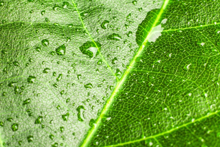 waterdrops-on-leaf-2.jpg