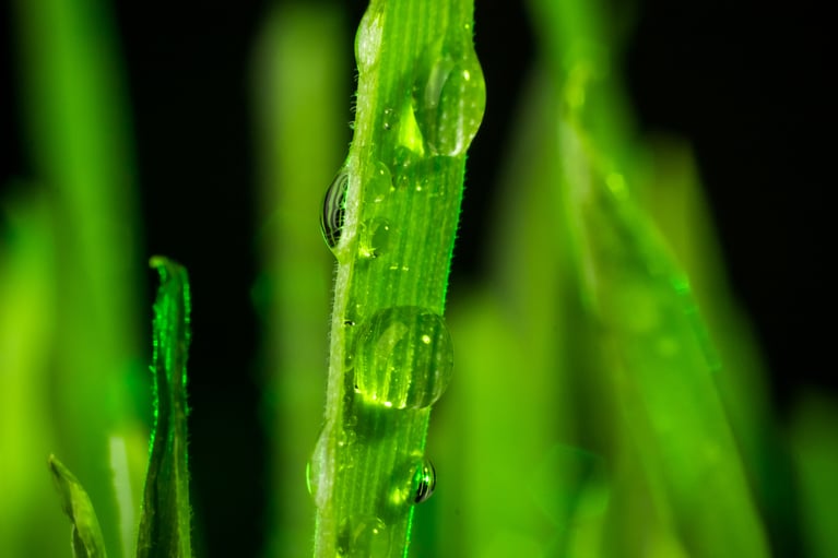 waterdrops_on_leaf