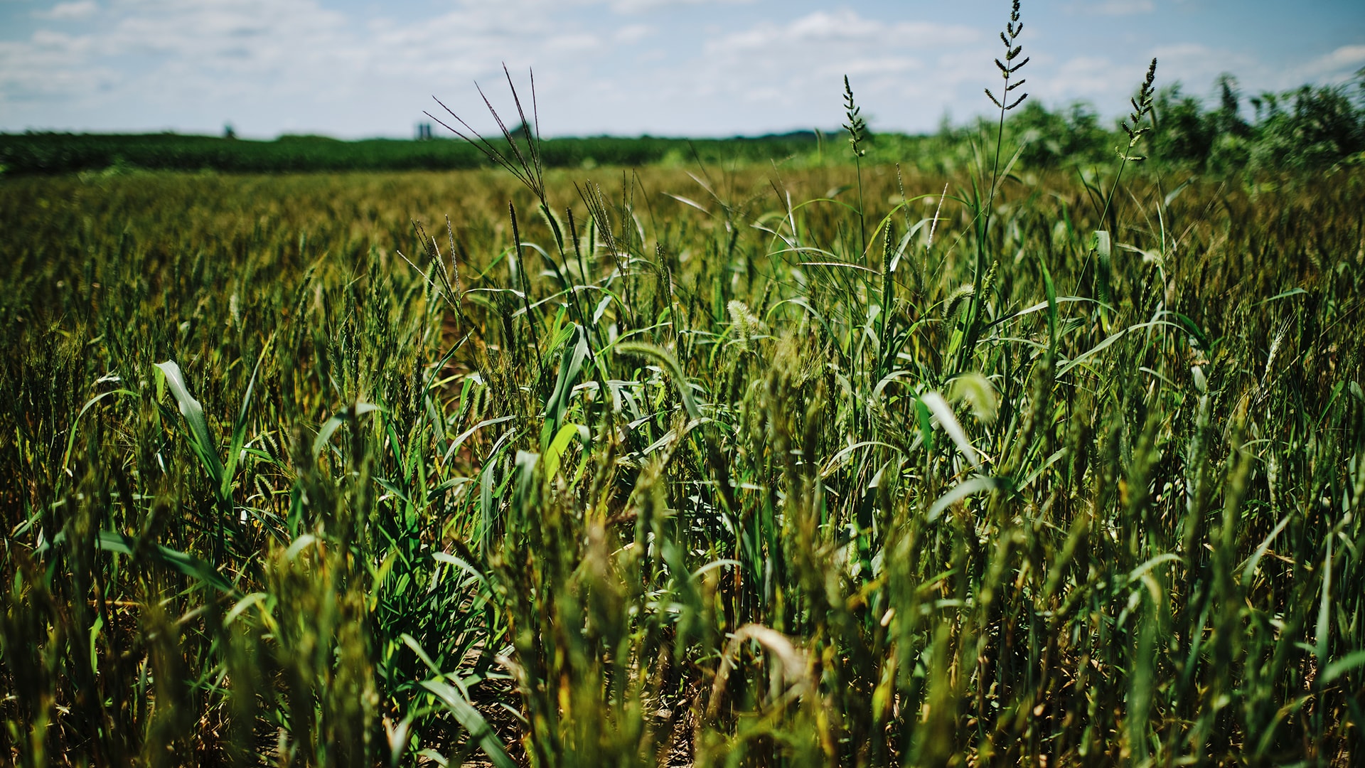 wheat weedcontrol1