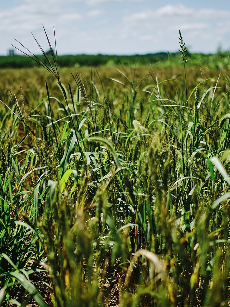 wheat weedcontrol1