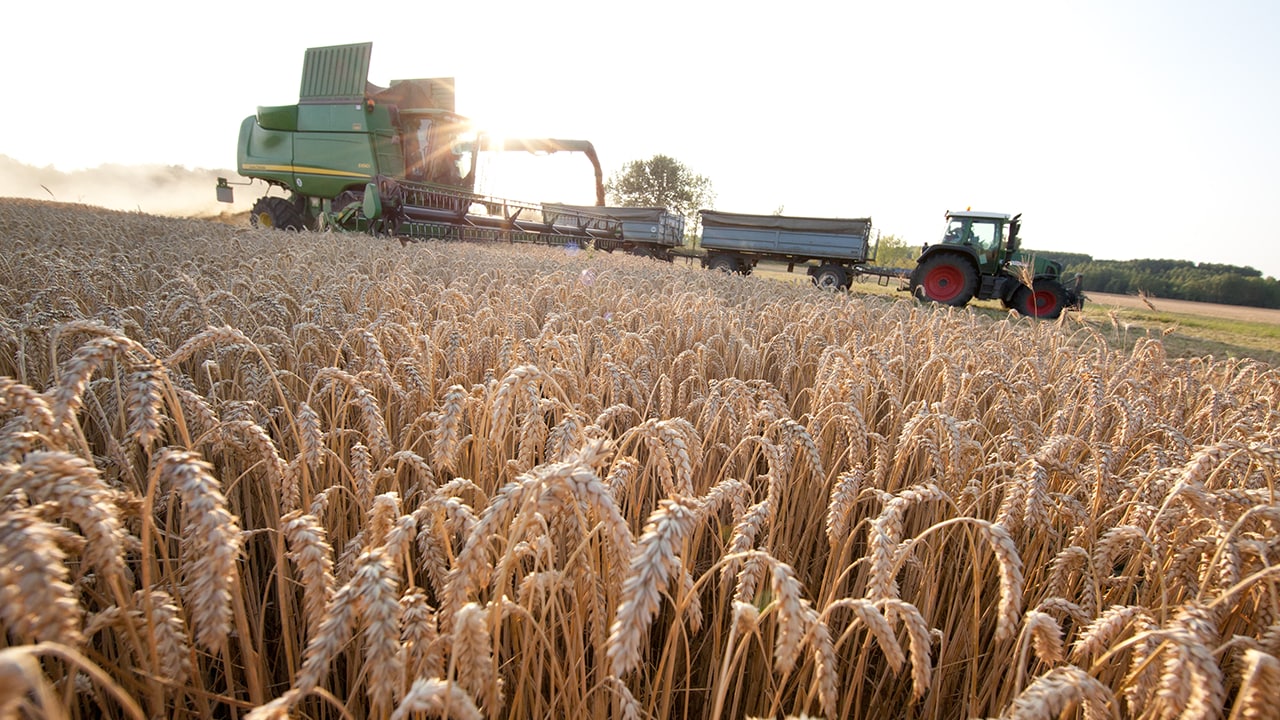 WheatCoverCrop1 0