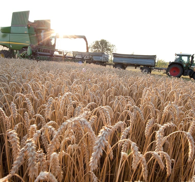 WheatCoverCrop1 0