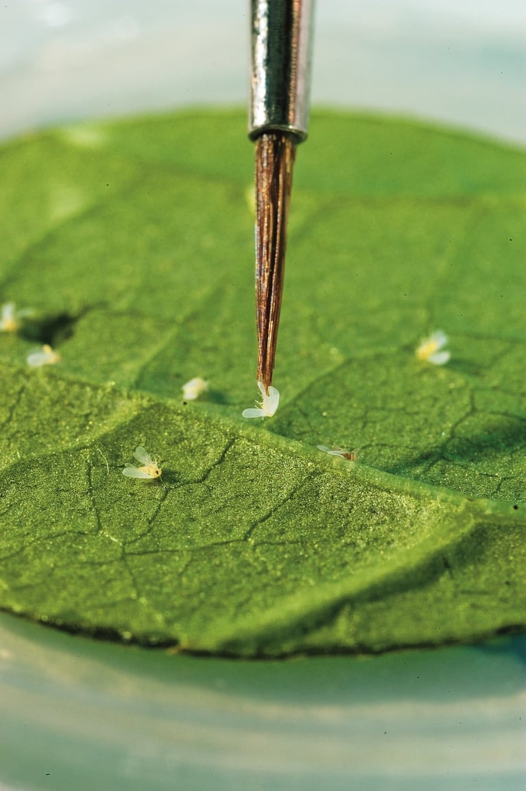 whitefly-on-a-leaf-1.jpg