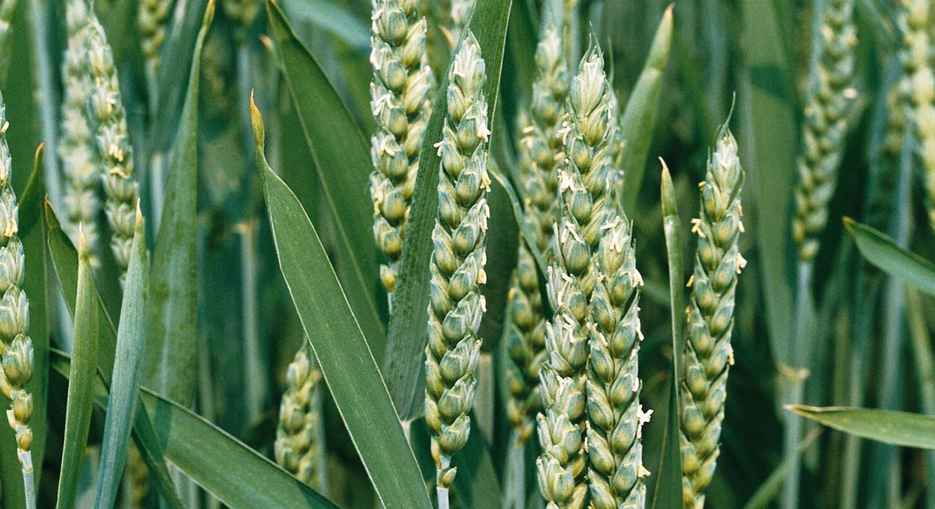 winterwheat-crop.jpg