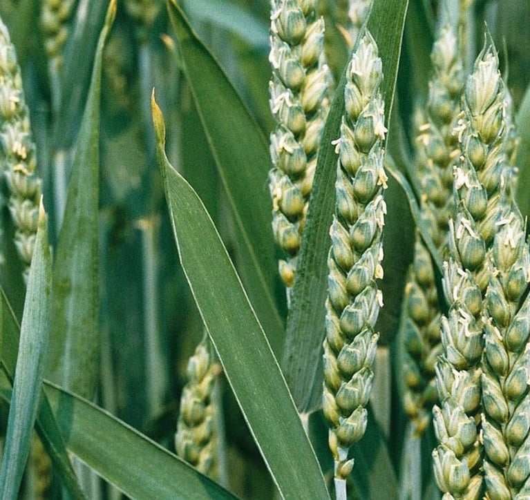 winterwheat-crop.jpg