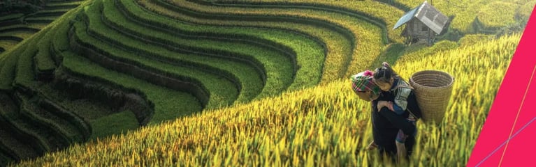 woman-working-on-a-rice-field.png