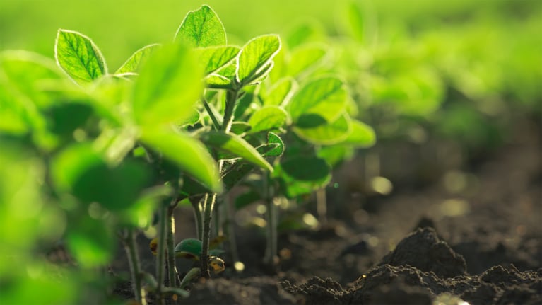 young-soybean-plants.png