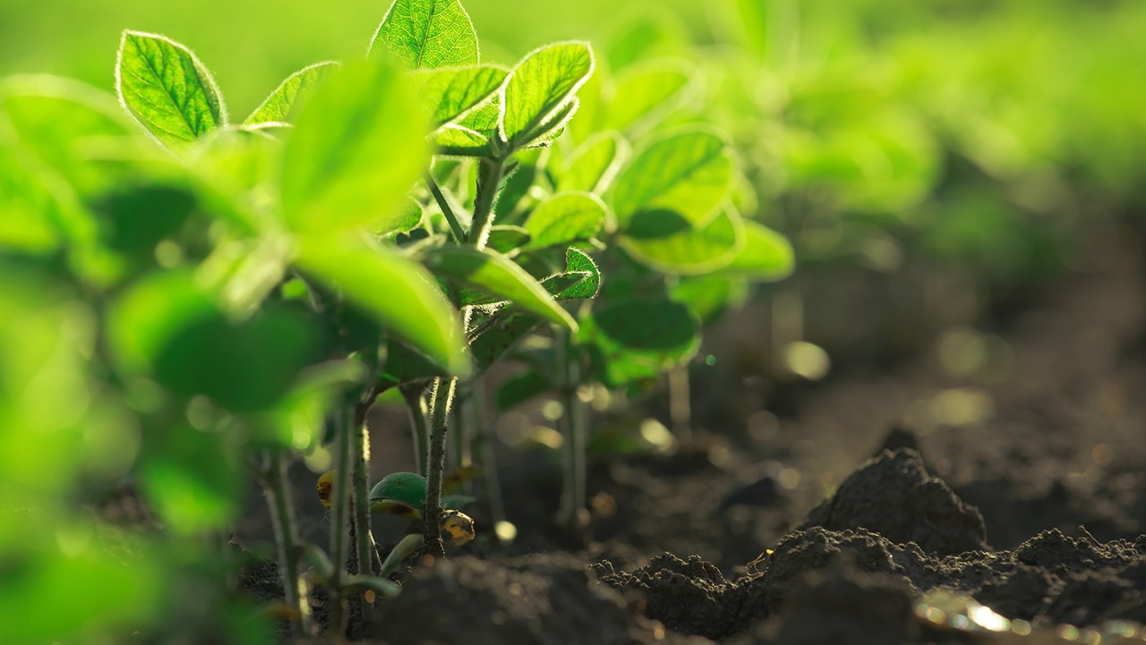 Young soybean plants