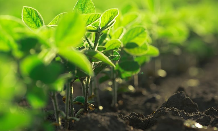 Young soybean plants